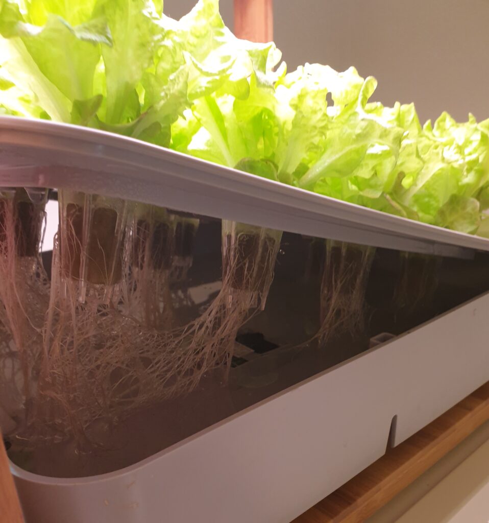 hydroponic system 